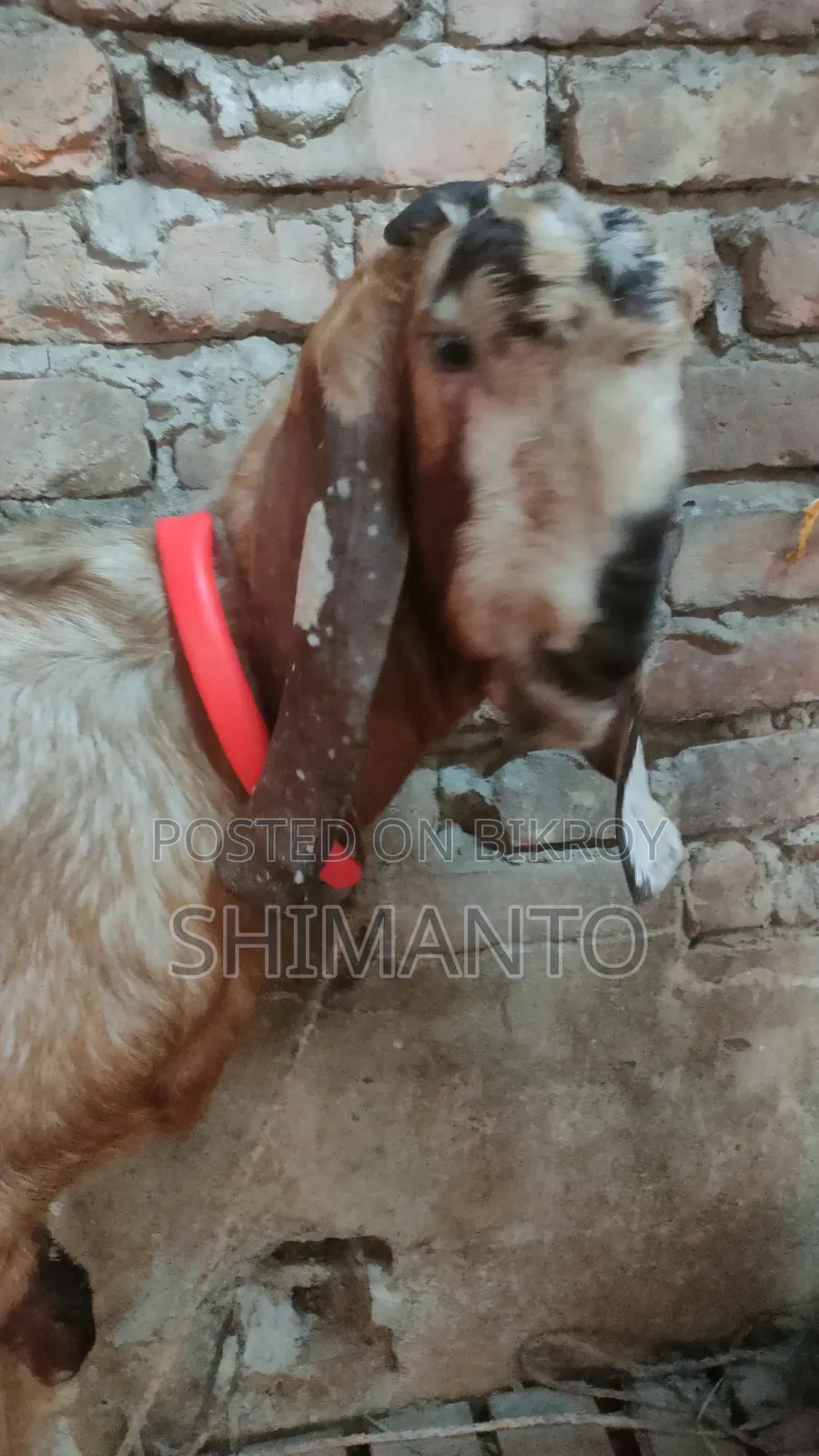 রাম ছাগল (বকরি = তোতা ক্রস ২টা, ব্ল্যাক বেঙ্গল প্রেগন্যান্ট একটা)