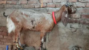 রাম ছাগল (বকরি = তোতা ক্রস ২টা, ব্ল্যাক বেঙ্গল প্রেগন্যান্ট একটা)