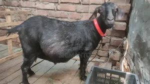 রাম ছাগল (বকরি = তোতা ক্রস ২টা, ব্ল্যাক বেঙ্গল প্রেগন্যান্ট একটা)