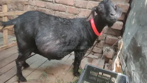 রাম ছাগল (বকরি = তোতা ক্রস ২টা, ব্ল্যাক বেঙ্গল প্রেগন্যান্ট একটা)