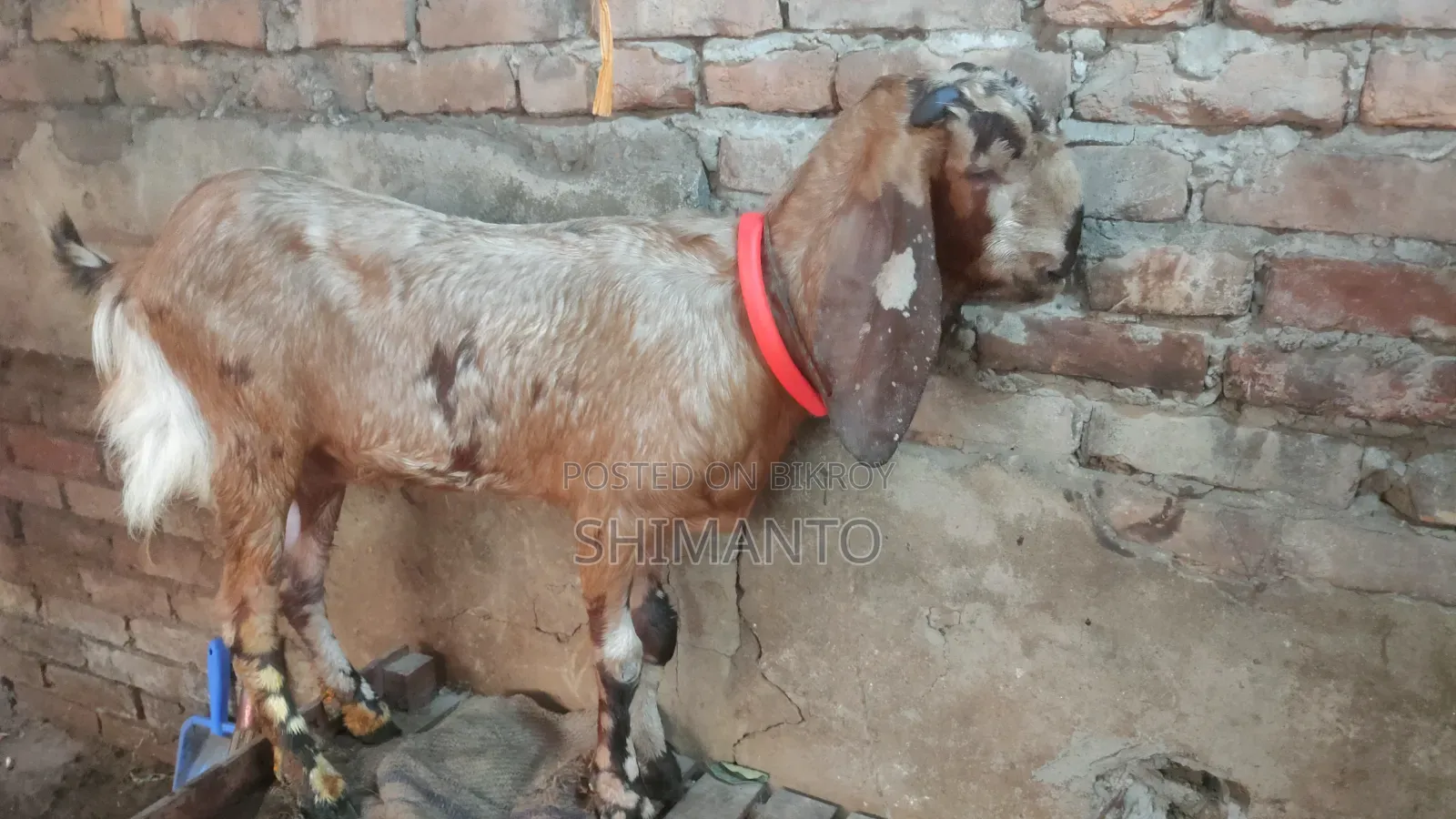 রাম ছাগল (বকরি = তোতা ক্রস ২টা, ব্ল্যাক বেঙ্গল প্রেগন্যান্ট একটা)