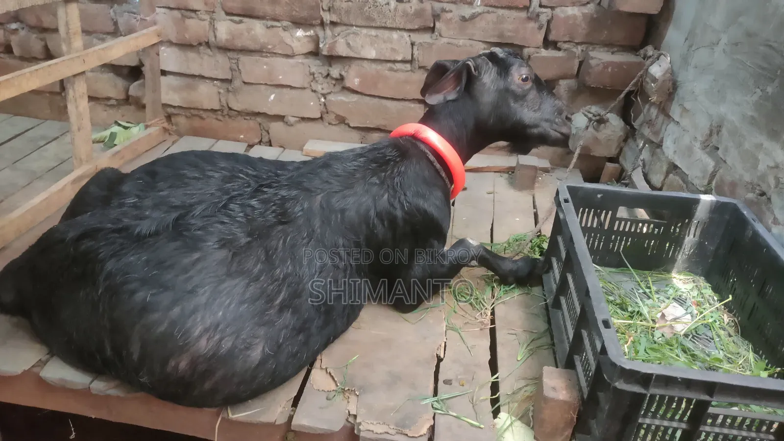 রাম ছাগল (বকরি = তোতা ক্রস ২টা, ব্ল্যাক বেঙ্গল প্রেগন্যান্ট একটা)