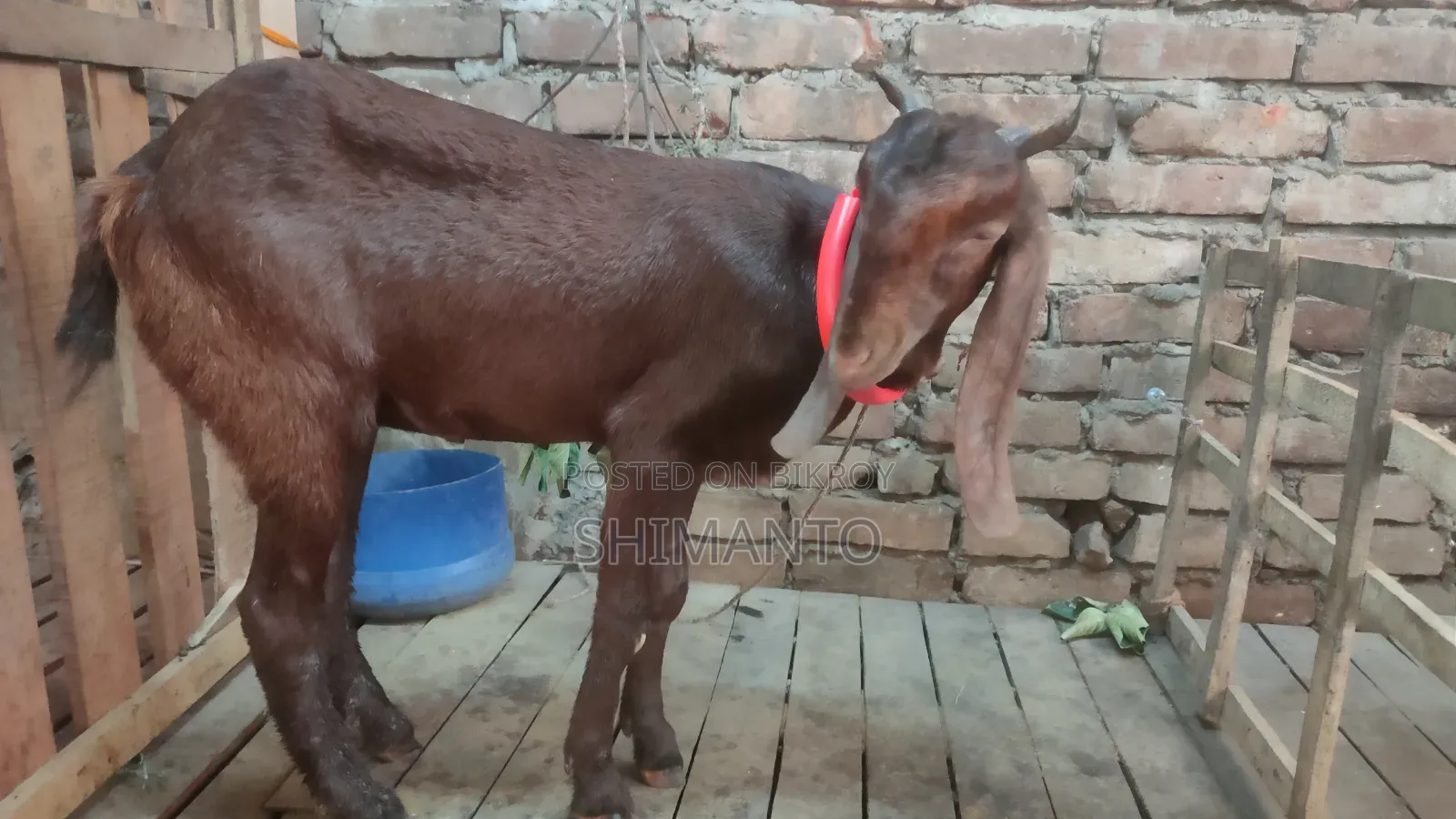 রাম ছাগল (বকরি = তোতা ক্রস ২টা, ব্ল্যাক বেঙ্গল প্রেগন্যান্ট একটা)