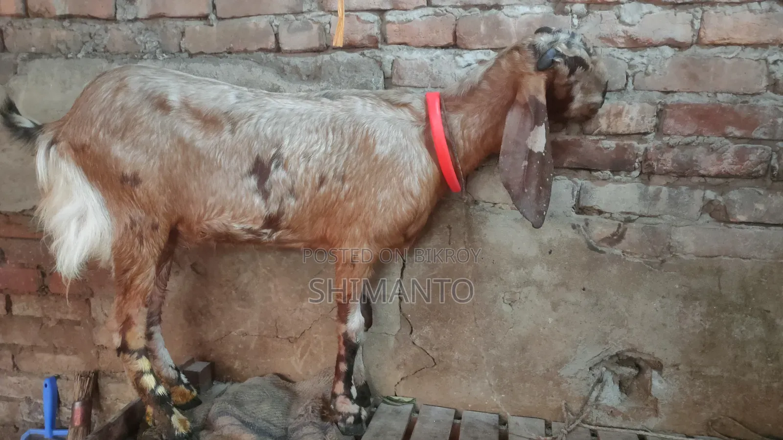 রাম ছাগল (বকরি = তোতা ক্রস ২টা, ব্ল্যাক বেঙ্গল প্রেগন্যান্ট একটা)