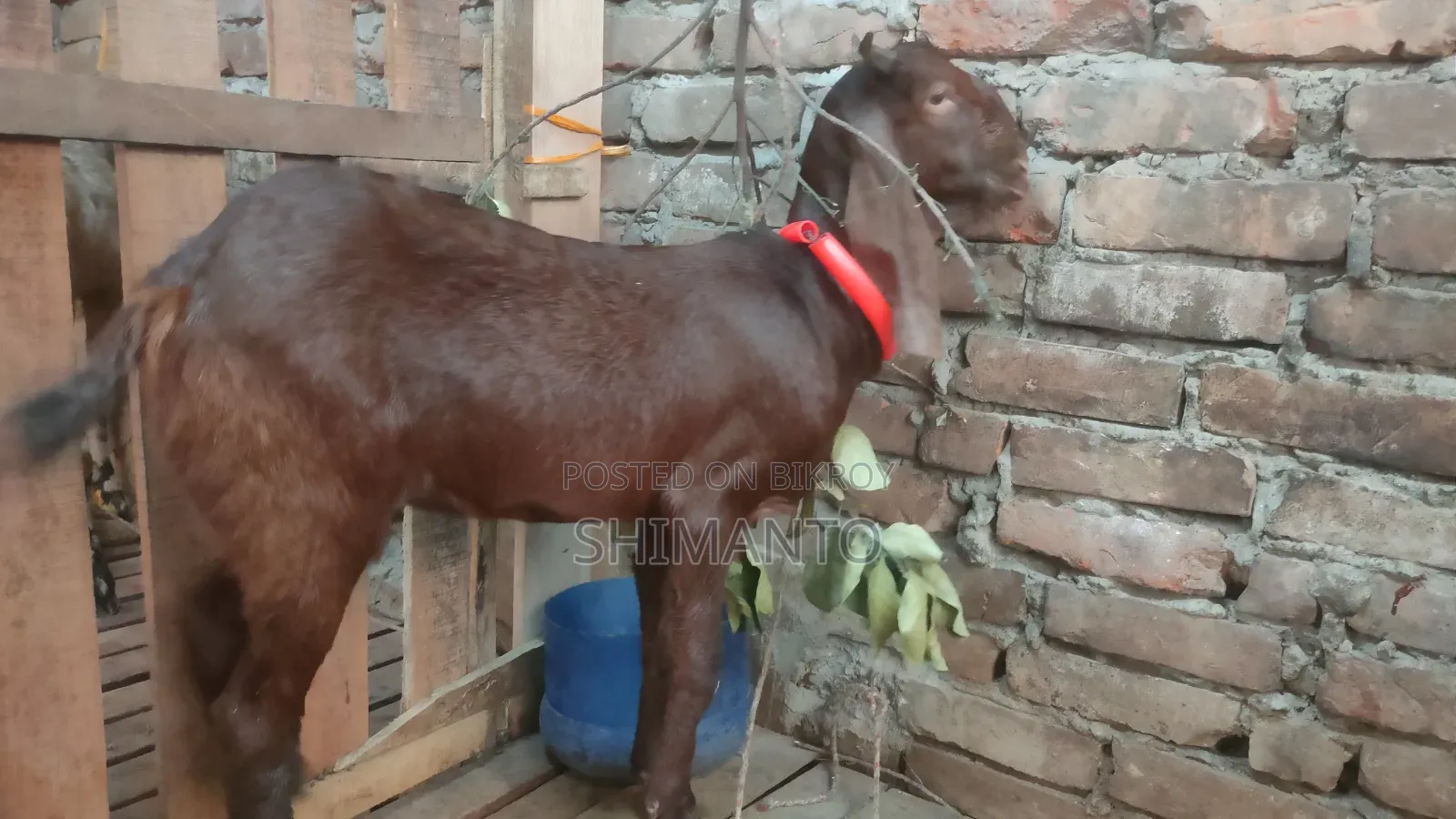 রাম ছাগল (বকরি = তোতা ক্রস ২টা, ব্ল্যাক বেঙ্গল প্রেগন্যান্ট একটা)