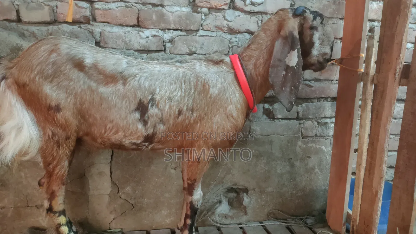 রাম ছাগল (বকরি = তোতা ক্রস ২টা, ব্ল্যাক বেঙ্গল প্রেগন্যান্ট একটা)