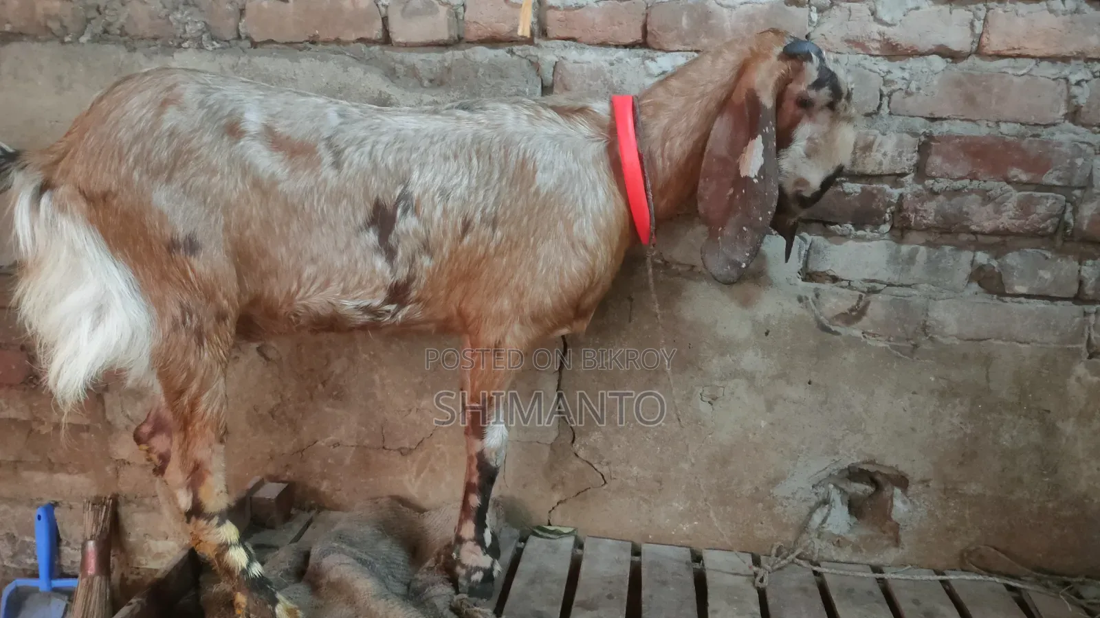 রাম ছাগল (বকরি = তোতা ক্রস ২টা, ব্ল্যাক বেঙ্গল প্রেগন্যান্ট একটা)