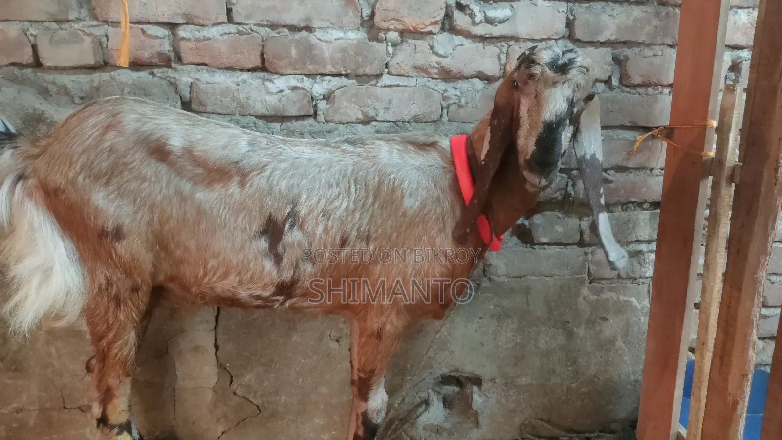 রাম ছাগল (বকরি = তোতা ক্রস ২টা, ব্ল্যাক বেঙ্গল প্রেগন্যান্ট একটা)