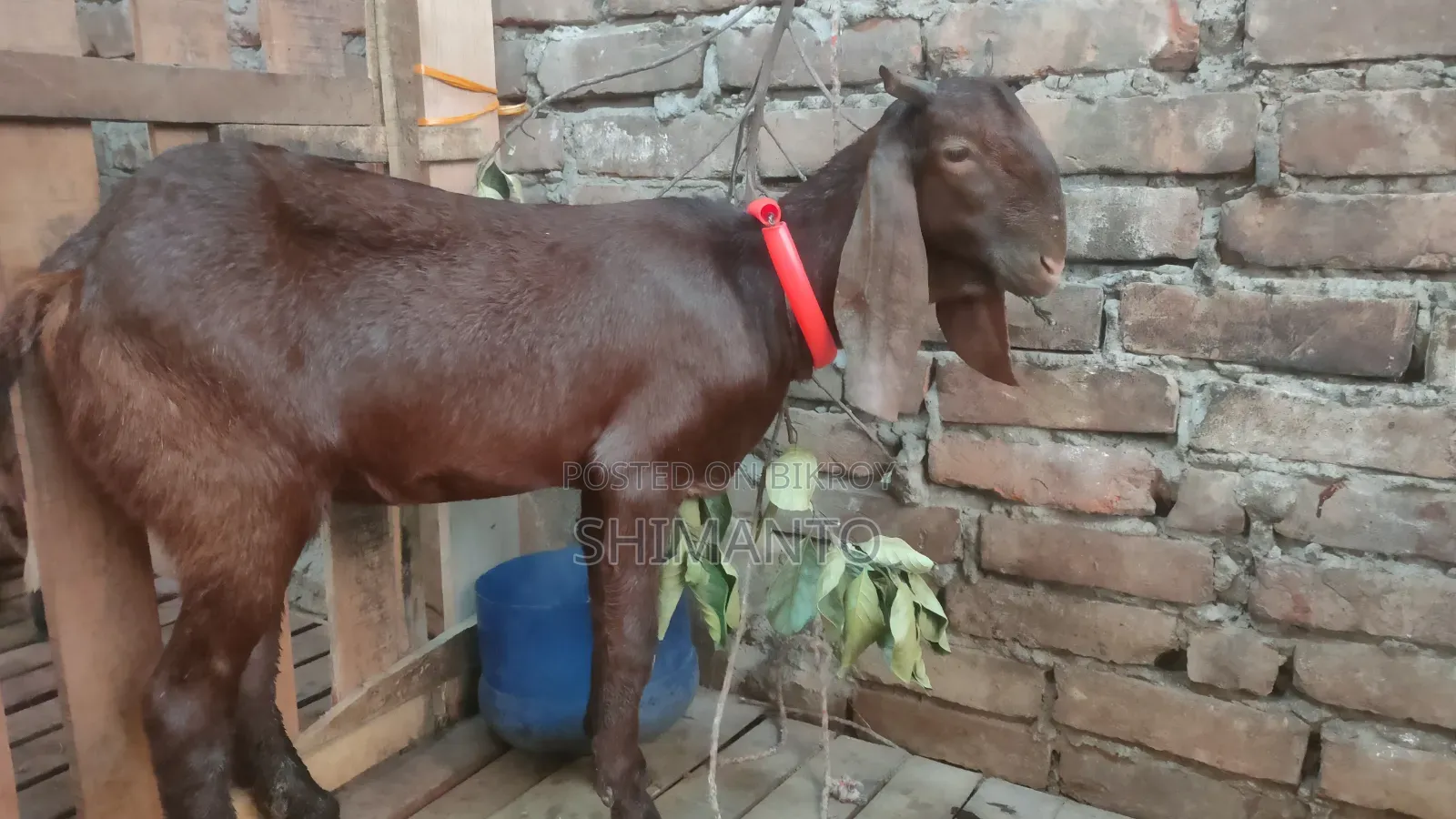 রাম ছাগল (বকরি = তোতা ক্রস ২টা, ব্ল্যাক বেঙ্গল প্রেগন্যান্ট একটা)