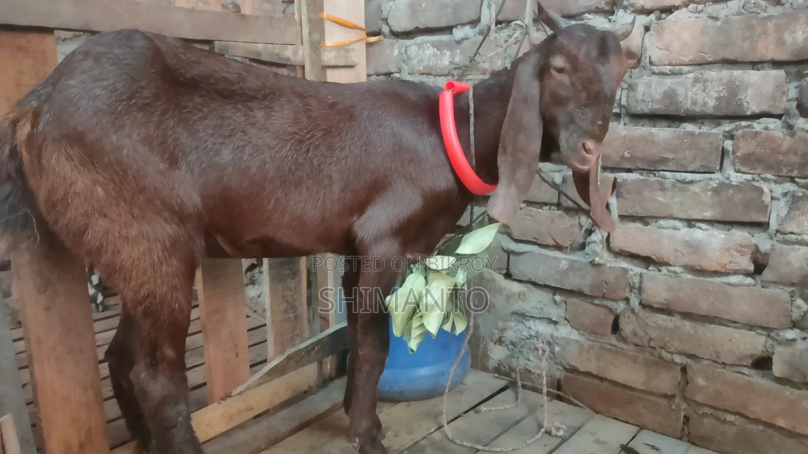 রাম ছাগল (বকরি = তোতা ক্রস ২টা, ব্ল্যাক বেঙ্গল প্রেগন্যান্ট একটা)