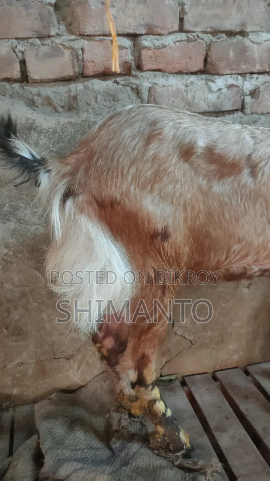 রাম ছাগল (বকরি = তোতা ক্রস ২টা, ব্ল্যাক বেঙ্গল প্রেগন্যান্ট একটা)
