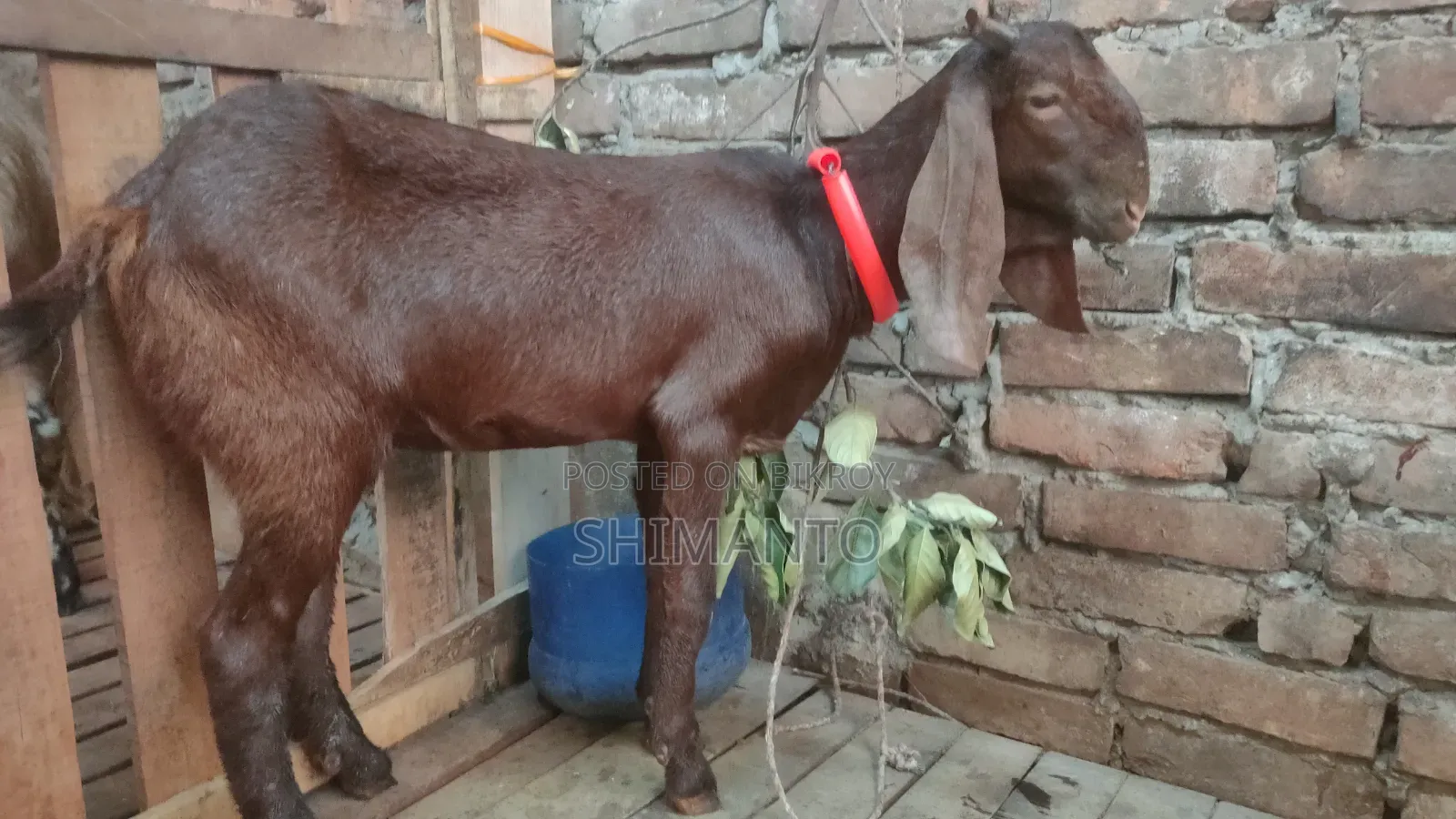 রাম ছাগল (বকরি = তোতা ক্রস ২টা, ব্ল্যাক বেঙ্গল প্রেগন্যান্ট একটা)