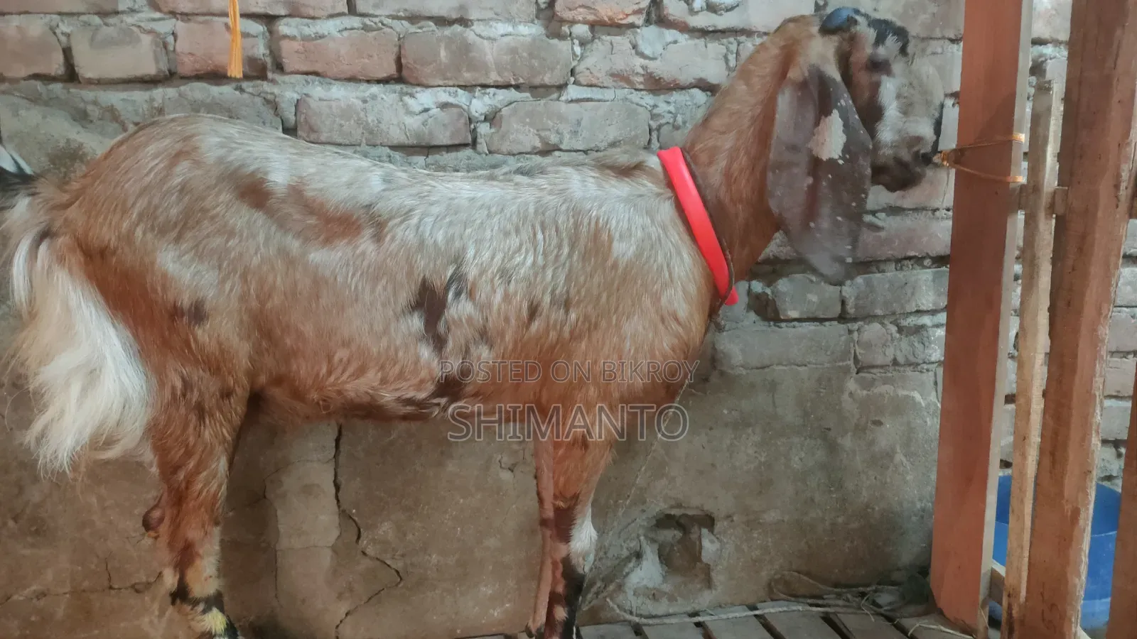 রাম ছাগল (বকরি = তোতা ক্রস ২টা, ব্ল্যাক বেঙ্গল প্রেগন্যান্ট একটা)