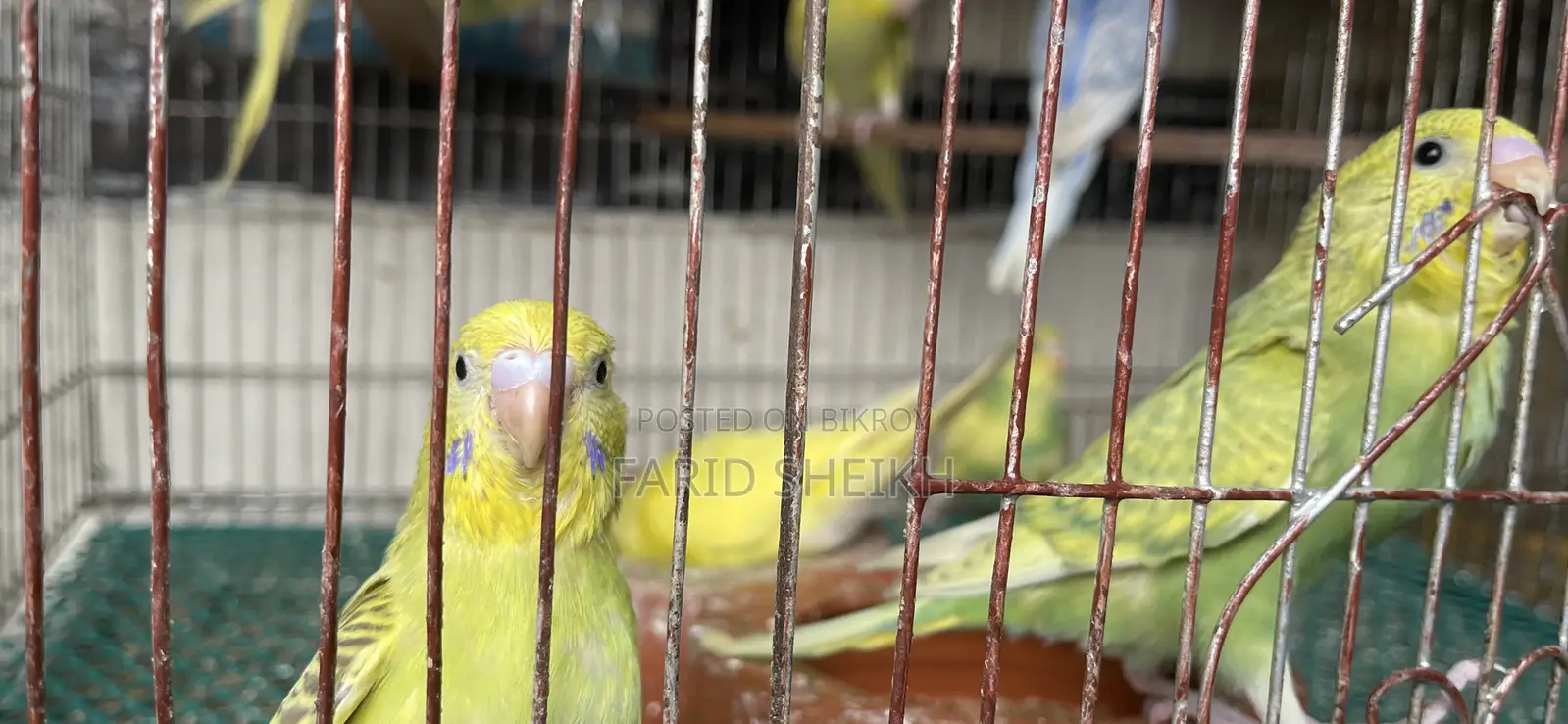 8 Budgerigar Birds