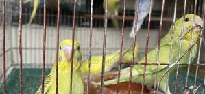 8 Budgerigar Birds