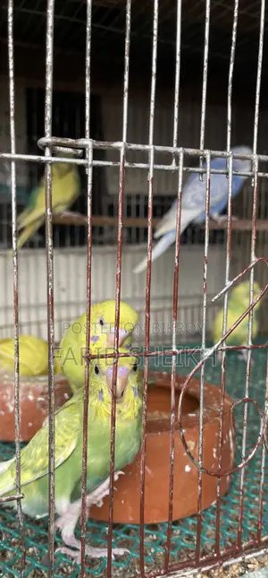 8 Budgerigar Birds