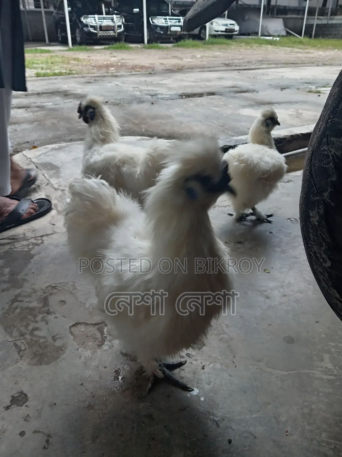 American Silkie Chicken for Sale