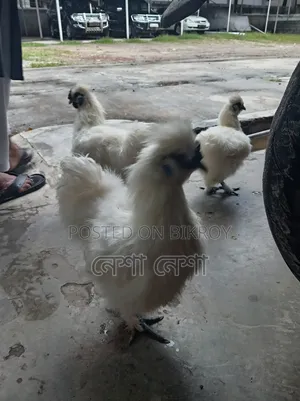 American Silkie Chicken for Sale