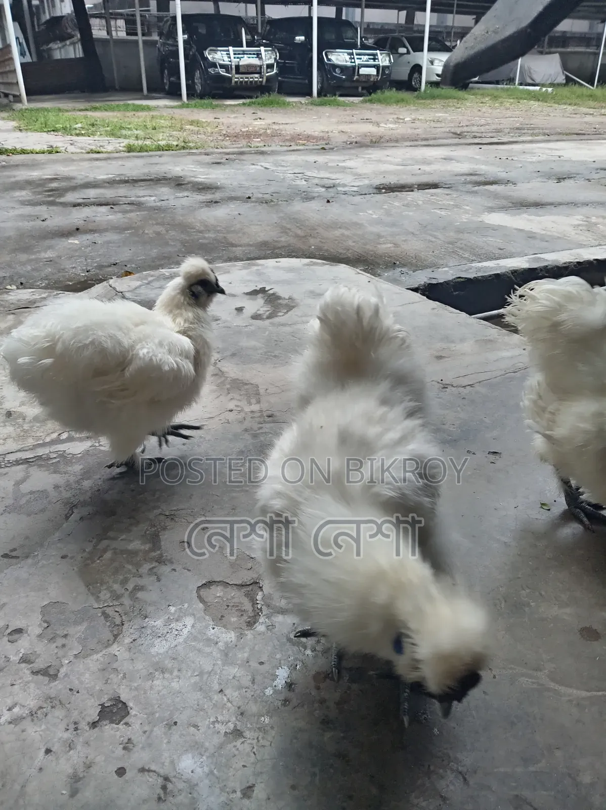 American Silkie Chicken for Sale