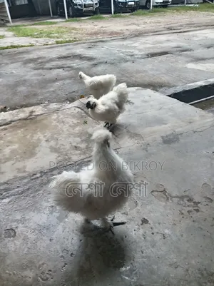 American Silkie Chicken for Sale