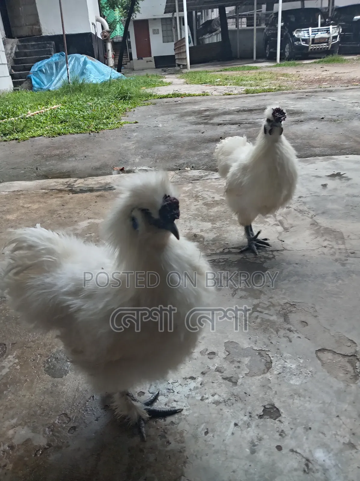 American Silkie Chicken for Sale