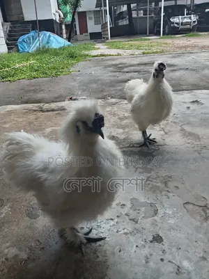 American Silkie Chicken for Sale