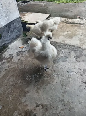 American Silkie Chicken for Sale
