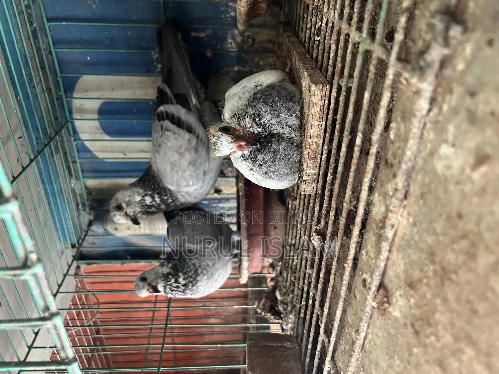 Shirazi, Girijel, and Lakha Pigeons with Chicks