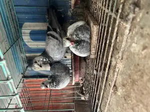 Shirazi, Girijel, and Lakha Pigeons with Chicks