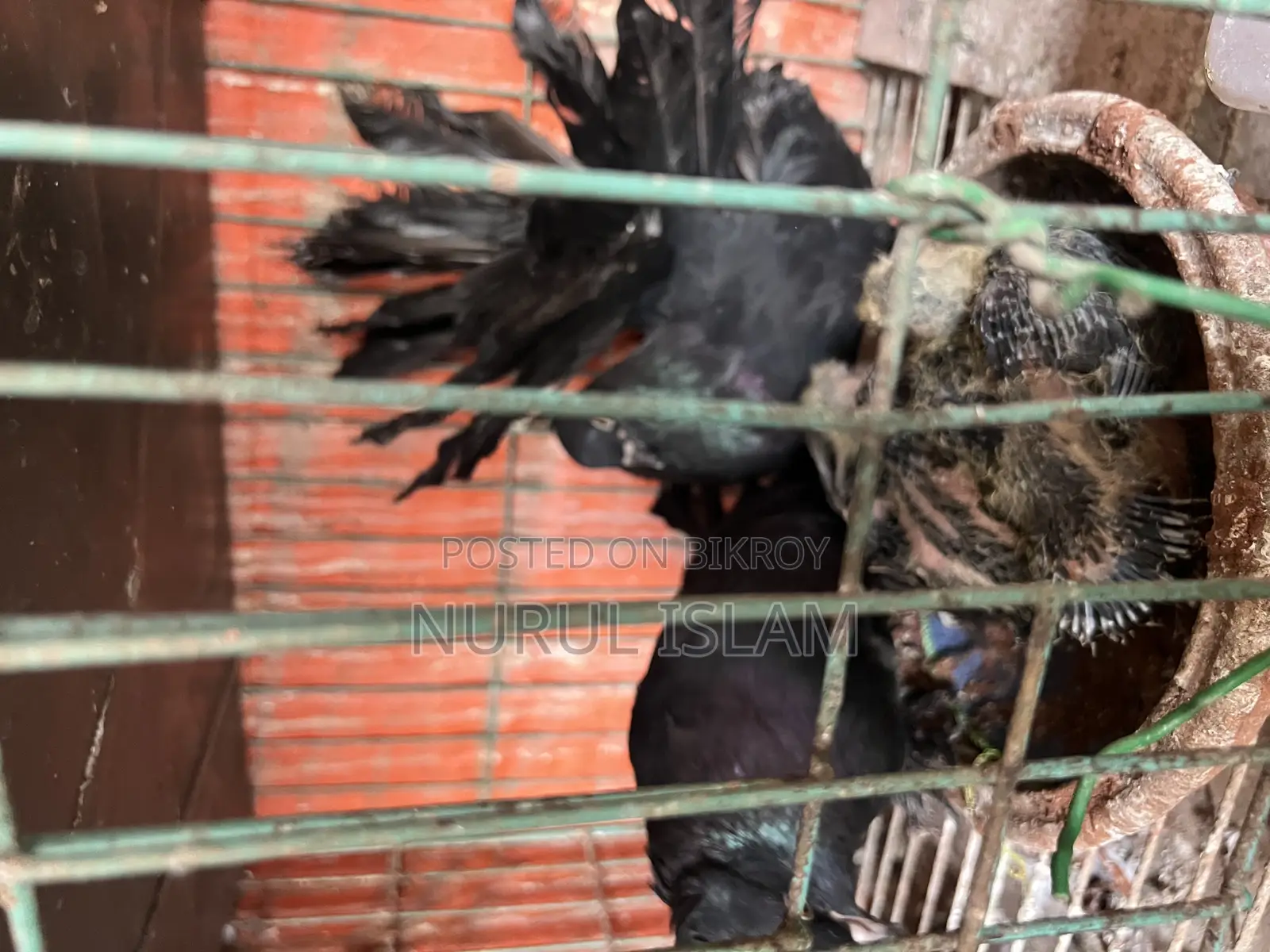 Shirazi, Girijel, and Lakha Pigeons with Chicks