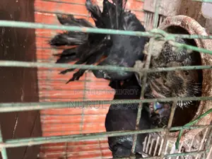 Shirazi, Girijel, and Lakha Pigeons with Chicks