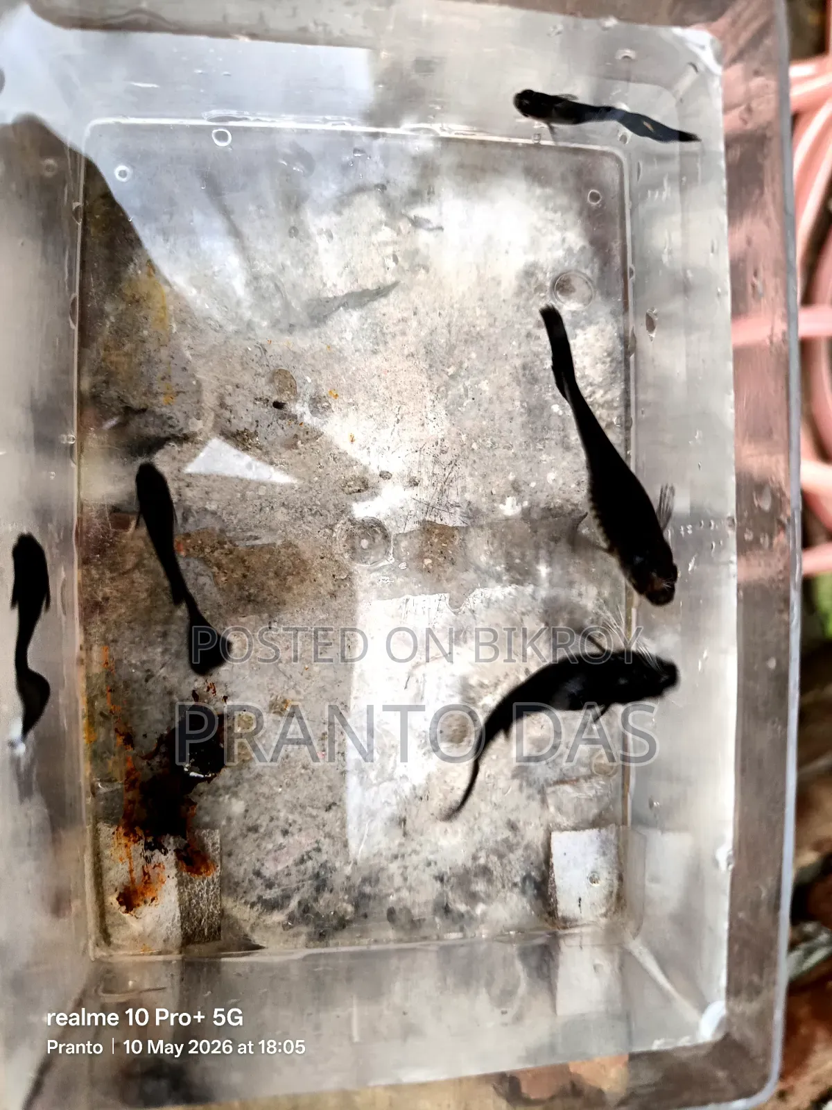 High-Quality Auto-Breeding Black Moscow Guppy Fish