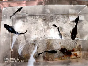 High-Quality Auto-Breeding Black Moscow Guppy Fish