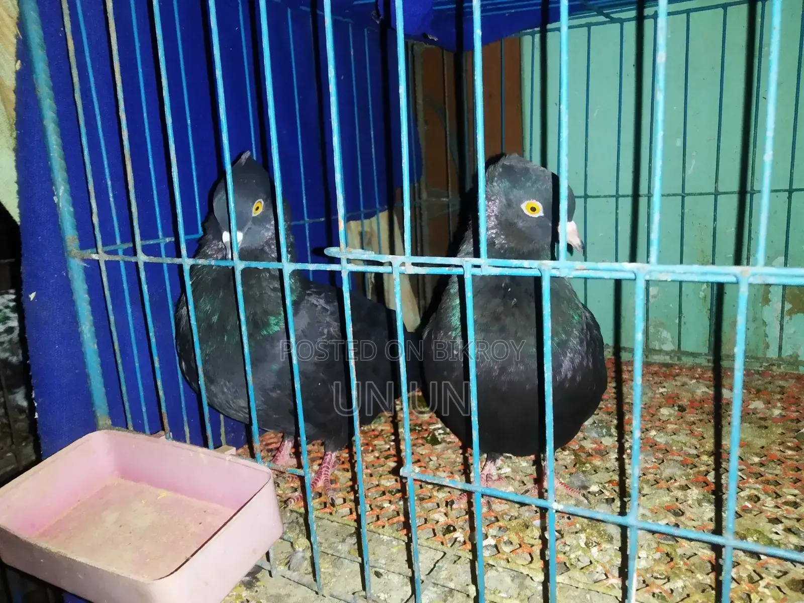 কালো কবুতর