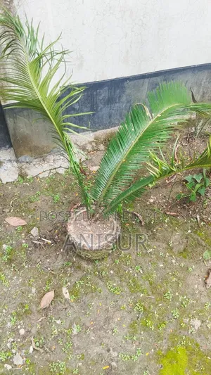 চারা গাছ বিক্রি