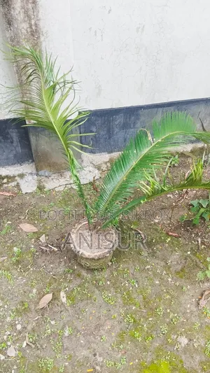 চারা গাছ বিক্রি