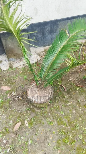 চারা গাছ বিক্রি
