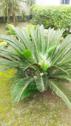 চারা গাছ বিক্রি