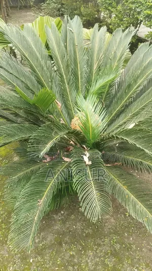 চারা গাছ বিক্রি
