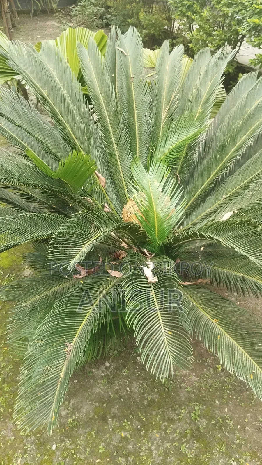 চারা গাছ বিক্রি