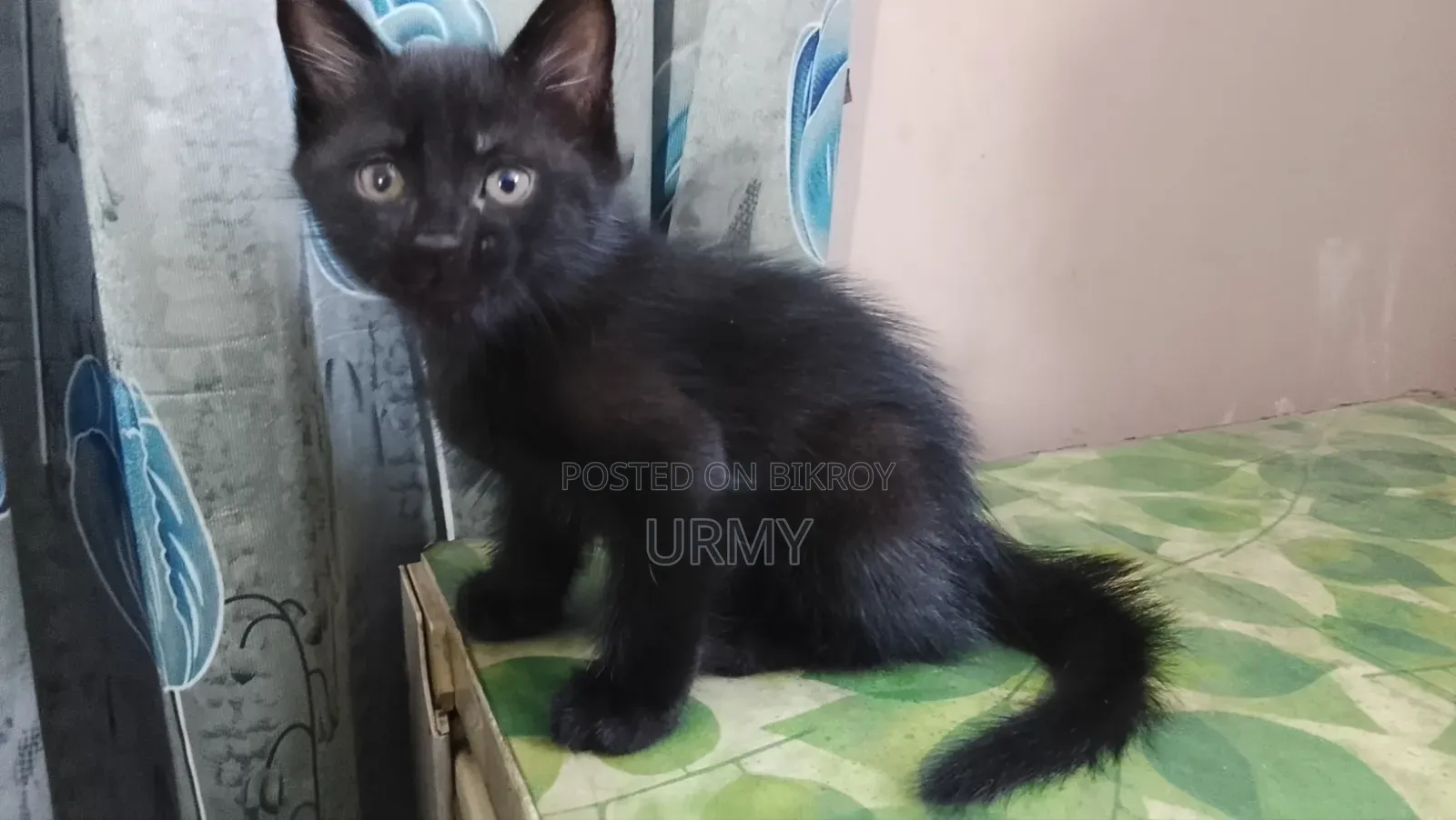 1-3 Months Male Mixed Breed Persian Kitten