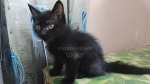 1-3 Months Male Mixed Breed Persian Kitten