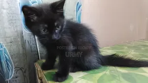 1-3 Months Male Mixed Breed Persian Kitten