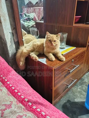 ১+ বছর বয়সী পুরুষ পিওরব্রেড পার্সিয়ান