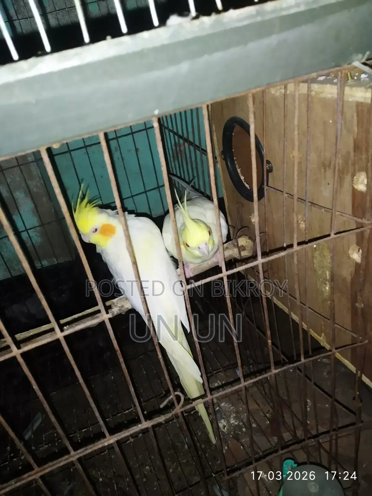 লুটিনো রানিং ডিম বাচ্চা করা জোড়া