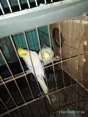 লুটিনো রানিং ডিম বাচ্চা করা জোড়া