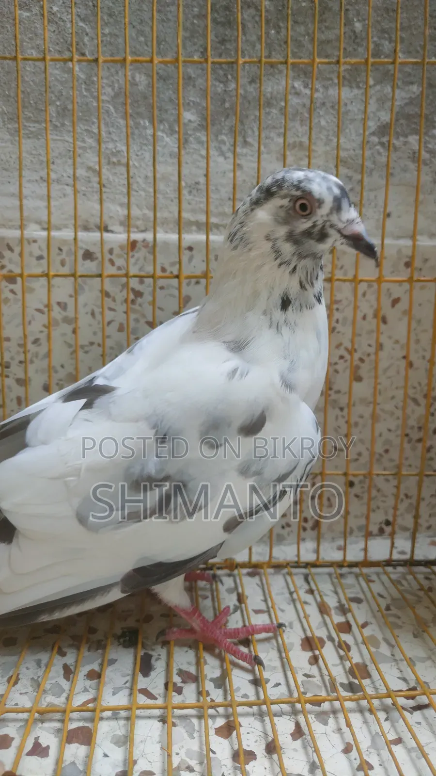 Bagha Golakosha/Beauty Banja/Kalogola Puran/Shobujgolla Flyer Running