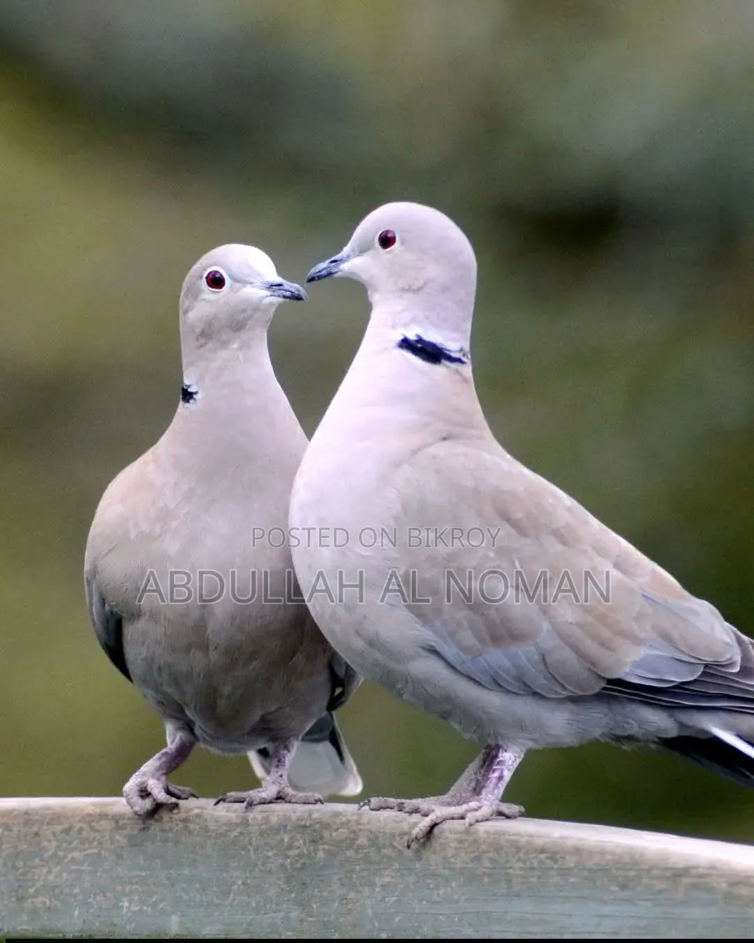 Fresh Pair of Fantail Pigeons