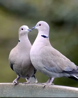 Fresh Pair of Fantail Pigeons