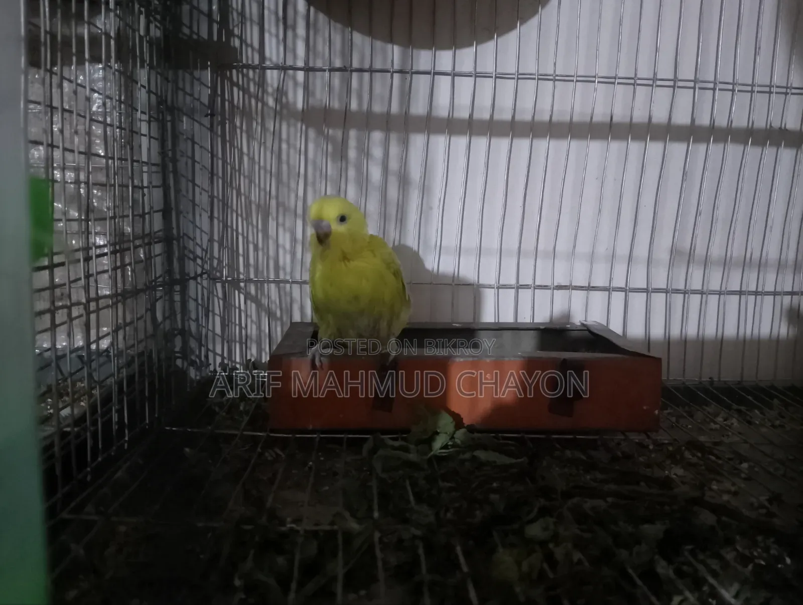 Bajrigar Pakhi